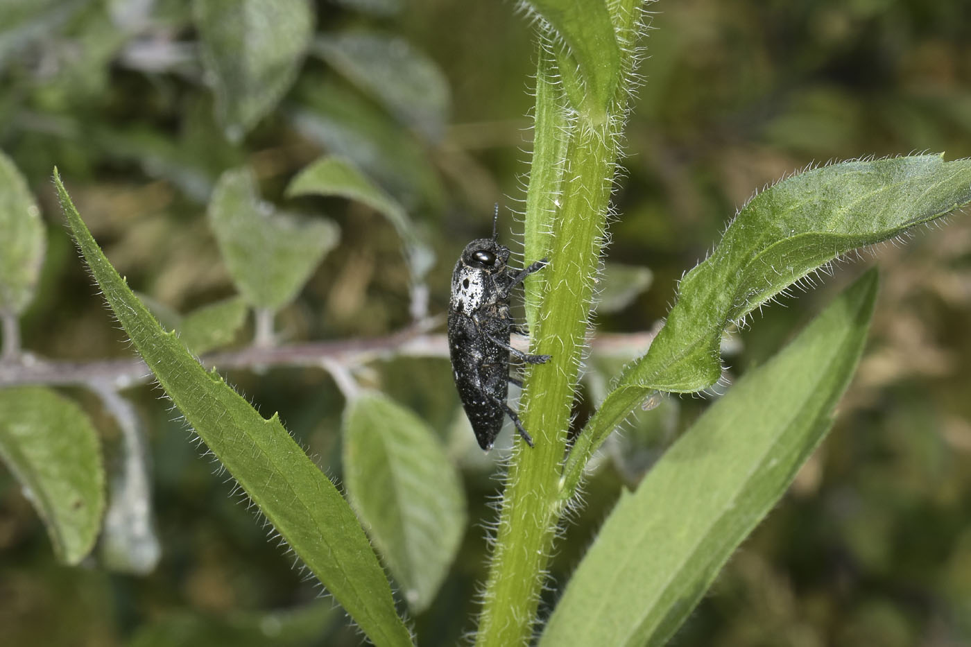Buprestidae: Capnodis sp.? S, Capnodis tenebrionis